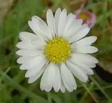 Gaensebluemchen (67) a v.webp