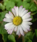 Gaensebluemchen (74) a v.webp