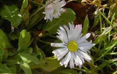Gaensebluemchen (85) a v.webp