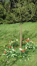 apfelbaum.webp