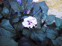 DSC00030.webp