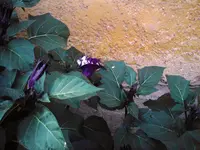 DSC00029.webp