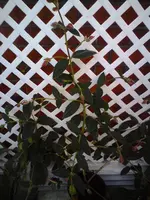 DSC00033.webp