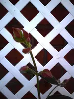 DSC00034.webp