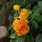 P1080894_600_600.webp