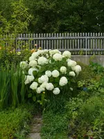 hortensie.webp