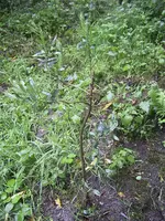 RIMG0026.webp