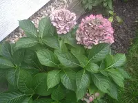 PIC00443.webp