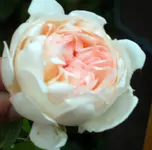SA500105.webp