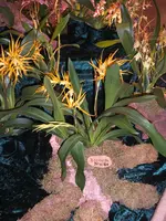 Orchideen DOC09 022.webp
