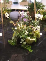 Orchideen DOC09 023.webp