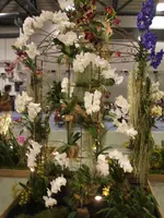 Orchideen DOC09 024.webp