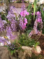 Orchideen DOC09 026.webp