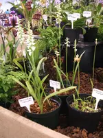 Orchideen DOC09 030.webp