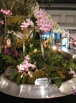 Orchideen DOC09 032.webp