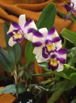 Orchideen DOC09 034.webp