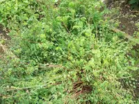 100_1501_600_450.webp