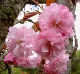 Japanischer Kirschbaum v.webp
