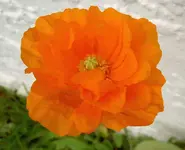 Mohn.webp