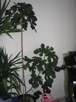 P9280182.webp