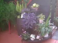 Herbst auf der Terrasse.webp