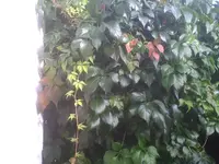 Wilder Wein.webp