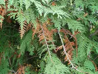P1020035.webp