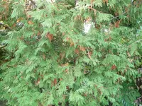 P1020036.webp