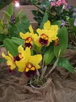 Orchideen DOC09 041.webp