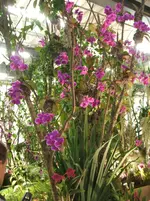 Orchideen DOC09 040.webp