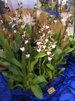 Orchideen DOC09 039.webp