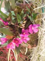 Orchideen DOC09 037.webp