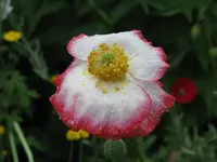 Mohn.webp
