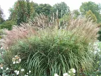 100_0397_600_450.webp
