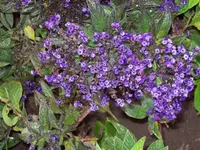100_0436_600_450.webp