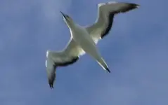 Flugstunden.webp