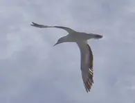Flugstunden (1).webp