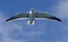 Flugstunden (2).webp