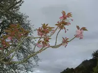 October 2009 017 v.webp