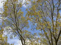 October 2009 037 v.webp