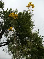 01he.webp