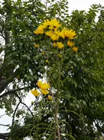 02he.webp
