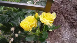 garten 2009 015.webp