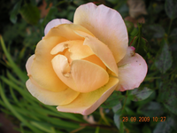 Blumen 002.webp Blumen 002.webp