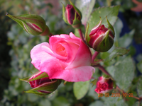 Blumen 003.webp Blumen 003.webp