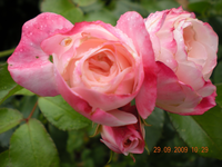 Blumen 005.webp Blumen 005.webp