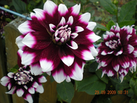 Blumen 007.webp Blumen 007.webp