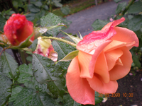 Blumen 008.webp Blumen 008.webp
