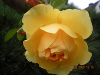 Blumen 010.webp Blumen 010.webp
