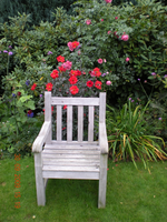 Blumen 012.webp Blumen 012.webp